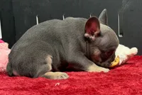 Xander, a male French Bulldog for sale in Sturgis, MI – 4 of 10