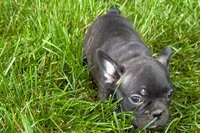 Vinny, a male Frenchton for sale in Sturgis, MI – 4 of 8