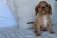 Sally, a female Cavalier King Charles Spaniel for sale in Sturgis, MI – 2 of 9