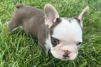Gypsy , a female French Bulldog for sale in Sturgis, MI – 5 of 10