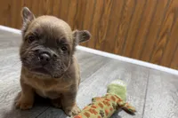 Ruby, a female French Bulldog for sale in Sturgis, MI – 6 of 9