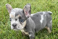 Kirby, a male French Bulldog for sale in Sturgis, MI – 3 of 8