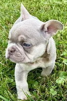 Milo, a male French Bulldog for sale in Sturgis, MI – 3 of 10