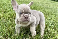 Milo, a male French Bulldog for sale in Sturgis, MI – 2 of 10