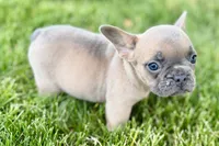 Bailey, a female French Bulldog for sale in Sturgis, MI – 6 of 9