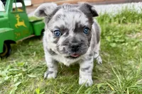 Smoky, a male French Bulldog for sale in Sturgis, MI – 10 of 10
