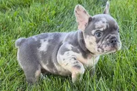 Russell, a male French Bulldog for sale in Sturgis, MI – 3 of 8