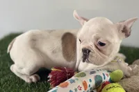 Finnley, a female French Bulldog for sale in Sturgis, MI – Photo 2 of 3