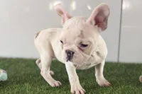 Finnley, a female French Bulldog for sale in Sturgis, MI – Photo 1 of 3