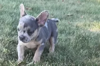 Kirby, a male French Bulldog for sale in Sturgis, MI – 6 of 10