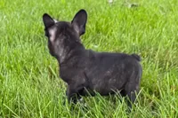 Vinny, a male Frenchton for sale in Sturgis, MI – 2 of 8