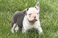 Gaddy, a male French Bulldog for sale in Sturgis, MI – 9 of 10