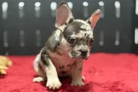 Zina , a female French Bulldog for sale in Sturgis, MI – 8 of 10