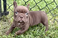 Clarabelle, a female French Bulldog for sale in Sturgis, MI – 6 of 10