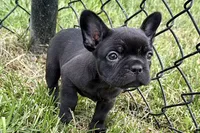 Clover, a female French Bulldog for sale in Sturgis, MI – 2 of 9