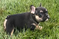 Franny  , a female French Bulldog for sale in Sturgis, MI – 2 of 10
