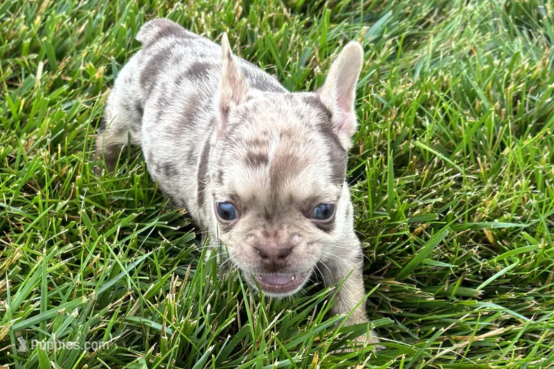 Kara – French Bulldog puppy for sale in Sturgis, MI