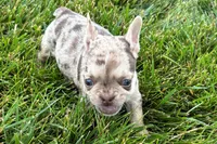 Kara, a female French Bulldog for sale in Sturgis, MI – 1 of 10
