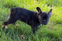 Verle, a male Frenchton for sale in Sturgis, MI – 7 of 10