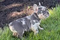 Russell, a male French Bulldog for sale in Sturgis, MI – 5 of 8