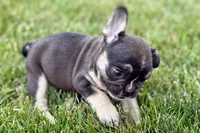 Marshall, a male French Bulldog for sale in Sturgis, MI – 5 of 10