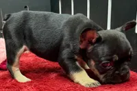 Zara , a male French Bulldog for sale in Sturgis, MI – 5 of 9