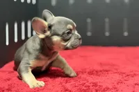 Zilo, a male French Bulldog for sale in Sturgis, MI – 4 of 9