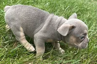 Eddie, a male French Bulldog for sale in Sturgis, MI – 3 of 9