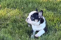 Cecil , a male French Bulldog for sale in Sturgis, MI – 6 of 9