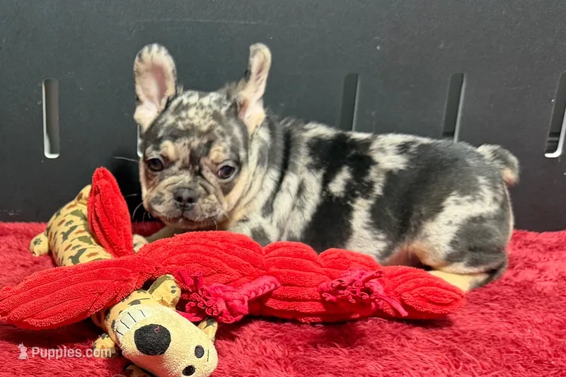 Calvin – French Bulldog puppy for sale in Sturgis, MI