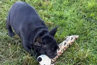 Paula , a female French Bulldog for sale in Sturgis, MI – 3 of 10
