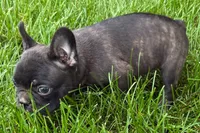 Verle, a male Frenchton for sale in Sturgis, MI – 4 of 6