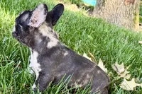 Ginger, a female French Bulldog for sale in Sturgis, MI – 3 of 8