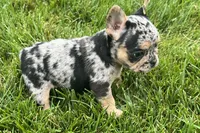 Frack, a male French Bulldog for sale in Sturgis, MI – 3 of 7
