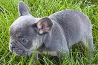 Ronnie, a male French Bulldog for sale in Sturgis, MI – 4 of 10