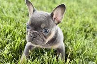 Bonnie, a female French Bulldog for sale in Sturgis, MI – 4 of 9