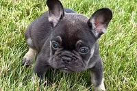 Mia, a female French Bulldog for sale in Sturgis, MI – 2 of 9