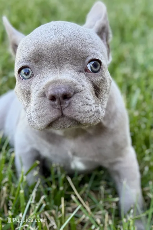 Colt – French Bulldog puppy for sale in Sturgis, MI
