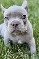 Colt, a male French Bulldog for sale in Sturgis, MI – 1 of 8