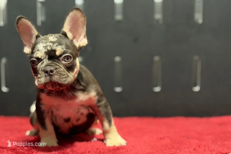 Zack  – French Bulldog puppy for sale in Sturgis, MI