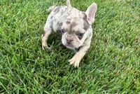Kara, a female French Bulldog for sale in Sturgis, MI – 8 of 10