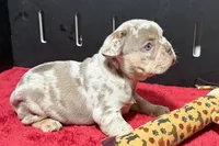 Lou, a  French Bulldog for sale in Sturgis, MI – 8 of 10