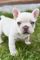 Stella, a female French Bulldog for sale in Sturgis, MI – 6 of 10
