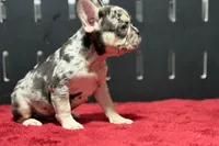 Zippy , a male French Bulldog for sale in Sturgis, MI – 6 of 10
