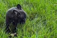 Vinny, a male Frenchton for sale in Sturgis, MI – 5 of 8