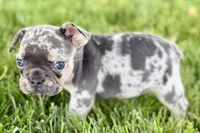 Breezy , a female French Bulldog for sale in Sturgis, MI – 6 of 10
