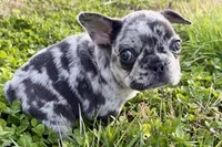 Jiggy, a male French Bulldog for sale in Sturgis, MI – Photo 6 of 8