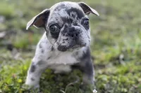 Jiggy, a male French Bulldog for sale in Sturgis, MI – Photo 3 of 8