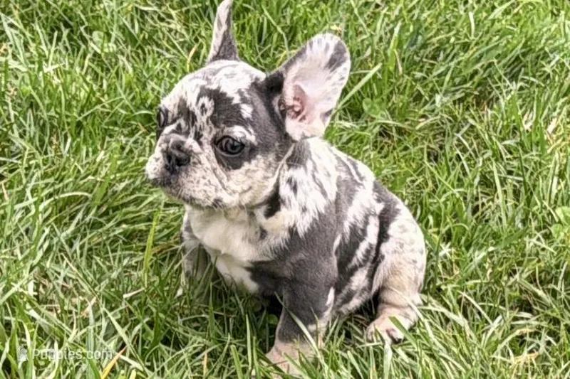 Jiggy – French Bulldog puppy on hold in Sturgis, MI