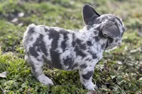 Jiggy, a male French Bulldog for sale in Sturgis, MI – Photo 7 of 8